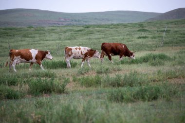 İnekler çayırlarda otluyor.