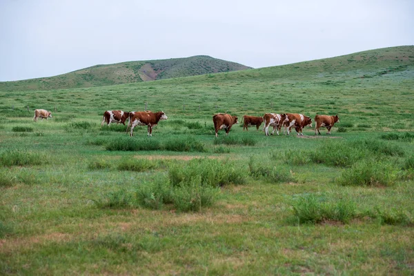 Корови Пасуться Пасовищі — стокове фото