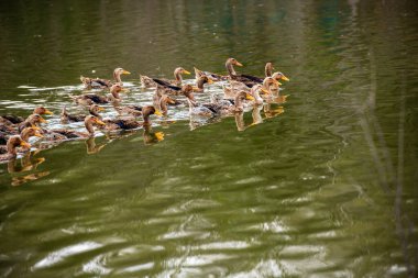 Ördekler yüzüyor ya da çimenlerde