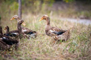 Ördekler yüzüyor ya da çimenlerde