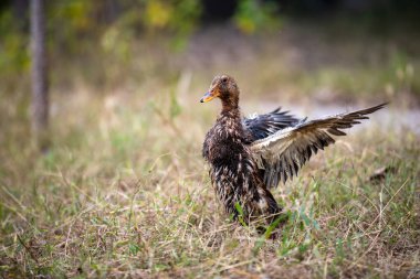Ördekler yüzüyor ya da çimenlerde