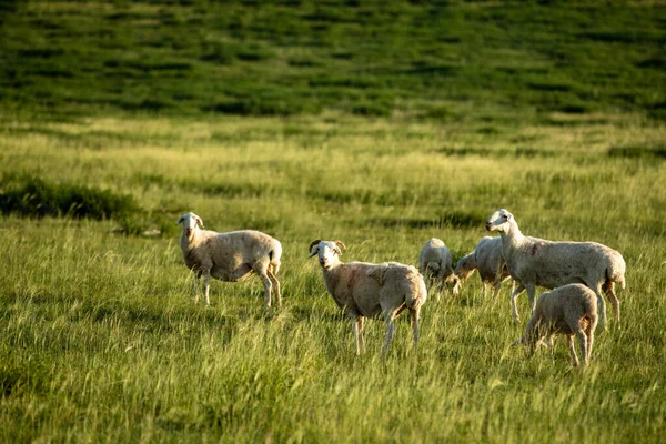 Овцы Пасутся Лугу — стоковое фото