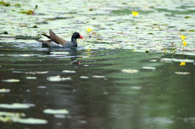 Karasu tavukları oynuyor.