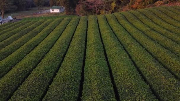 Vista Aérea Del Drone Green Tea Field Farm Isla Jeju — Vídeo de stock