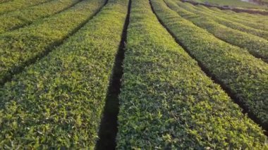Jeju Adası, Güney Kore 'deki Yeşil Çay Tarlası Çiftliğinin insansız hava aracı görüntüsü