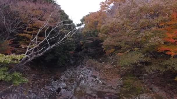 韓国済州島の秋の木の空中ドローン近接ビュー — ストック動画