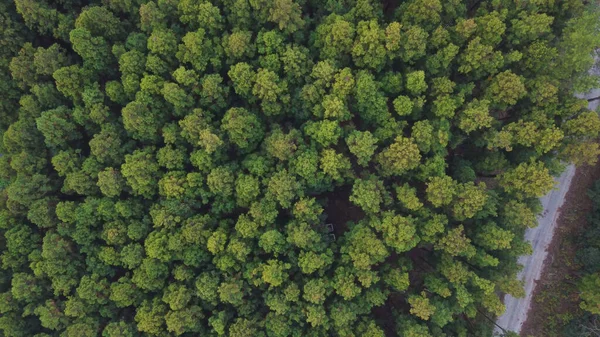 Jeju Adası, Güney Kore 'deki Çam Ağaçları Ormanı' nın tepeden tırnağa görüntüsü.