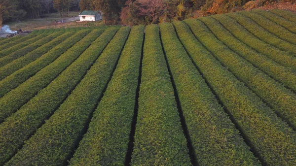 Aerial Drone View Green Tea Field Farm Jeju Island South — Stock Photo, Image