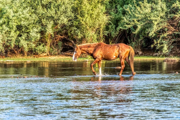 Salt River Wild Horses Nella Foresta Nazionale Tonto Vicino Phoenix — Foto Stock