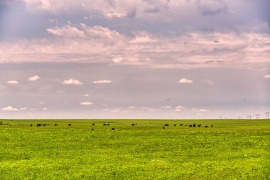 Kansas Flint Hills 'teki yeşil çayır arazisi.