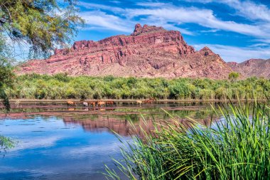 Tonto Ulusal Ormanı 'ndaki Tuz Nehri Vahşi Atları Phoenix, Arizona yakınlarında..