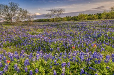 Teksas Bluebonnetleri Tepede Teksas