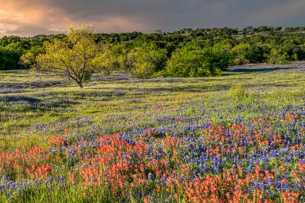 Wilde Bloemen Een Ranch Texas — Stockfoto
