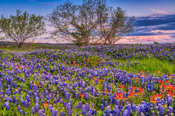 Bluebonnets Texas — Stockfoto