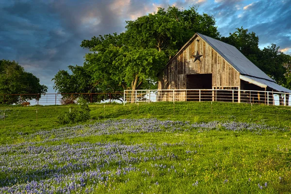 Bluebonnets bir çayır bir teksas ahır