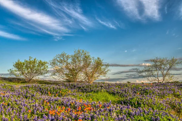 Bluebonnets Texas — Stockfoto