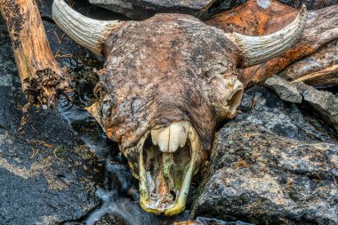 Yellowstone Ulusal Parkı 'nda Bizon Kafatası