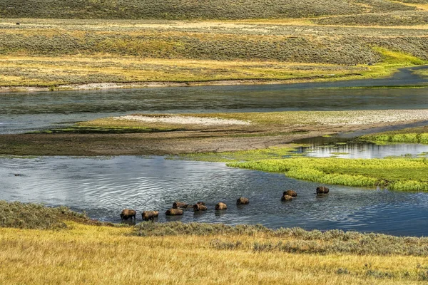 Bison Yellowstone National Park — Stock Photo, Image