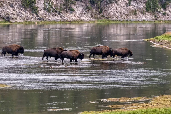 Bison Crossing Yellowstone River Yellowstone National Park — Stock Photo, Image