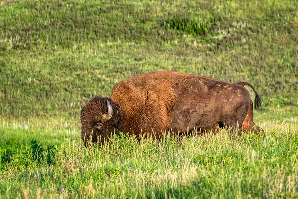 Bison Custer State Park Nas Black Hills Dakota Sul — Fotografia de Stock