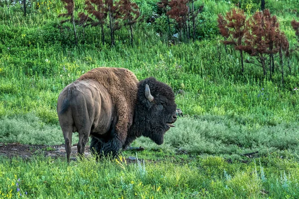 Bison Dans Custer State Park Dans Les Black Hills Dakota — Photo