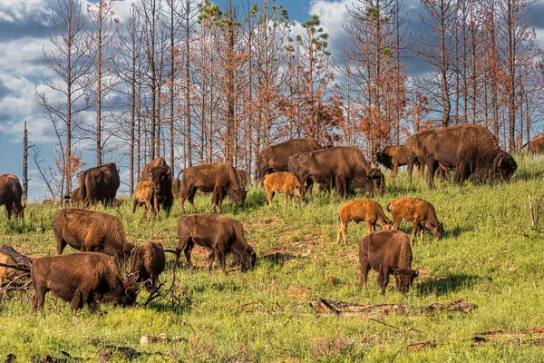 Bisons Custer State Park Den Black Hills Von South Dakota — Stockfoto