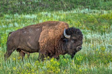Bizon, Güney Dakota 'nın Black Hills bölgesindeki Custer Eyalet Parkı' nda.