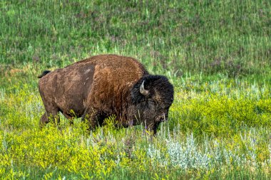 Bizon, Güney Dakota 'nın Black Hills bölgesindeki Custer Eyalet Parkı' nda.