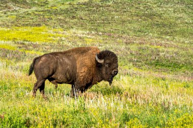 Bizon, Güney Dakota 'nın Black Hills bölgesindeki Custer Eyalet Parkı' nda.