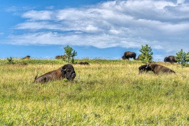 Bizon, Güney Dakota 'nın Black Hills bölgesindeki Custer Eyalet Parkı' nda.
