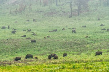 Bizon, Güney Dakota 'nın Black Hills bölgesindeki Custer Eyalet Parkı' nda.