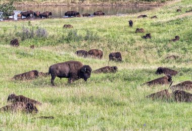 Bizon, Güney Dakota 'nın Black Hills bölgesindeki Custer Eyalet Parkı' nda.