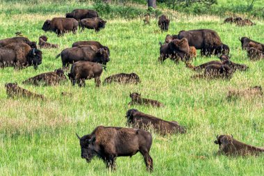 Bizon, Güney Dakota 'nın Black Hills bölgesindeki Custer Eyalet Parkı' nda.