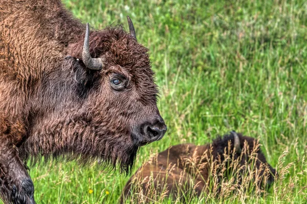 Bison Dans Custer State Park Dans Les Black Hills Dakota — Photo