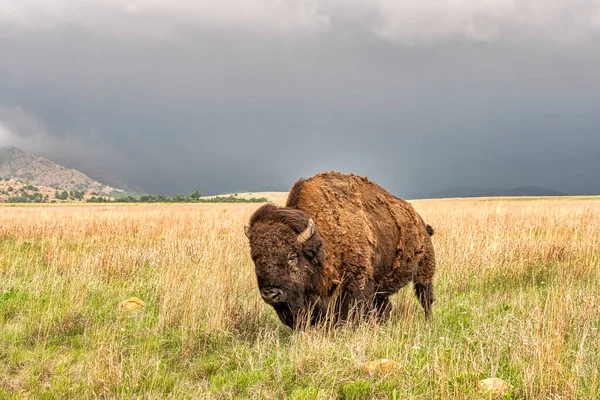 Bisons Custer State Park Den Black Hills Von South Dakota — Stockfoto