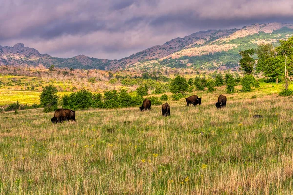 Bisons Custer State Park Den Black Hills Von South Dakota — Stockfoto