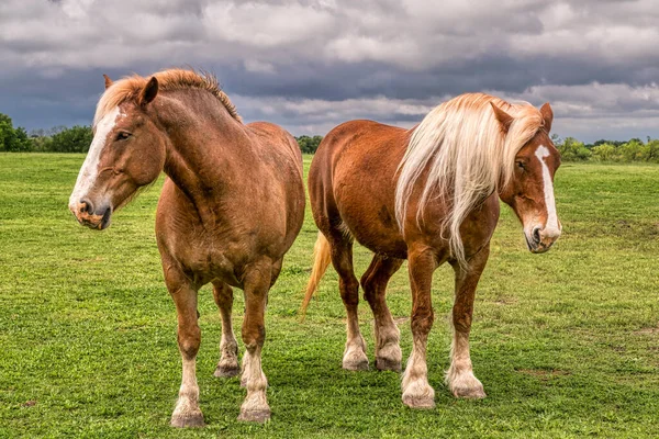 Draft Horses Texas Pasture Stock Image