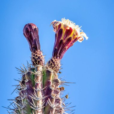 Grey Ghost OrganPipe Cactus flowering in springtime