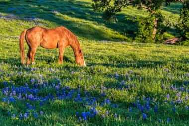 A horse and bluebonnets on a ranch in the Hill Country of Texas
