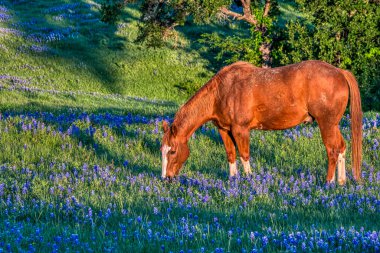 San Antonio, Teksas yakınındaki Bluebonnets ile at