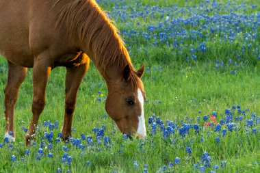 San Antonio, Teksas yakınındaki Bluebonnets ile at