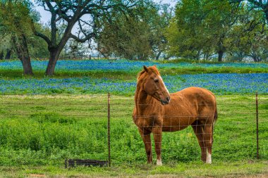 A horse and bluebonnets on a ranch in the Hill Country of Texas