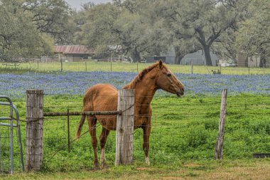 A horse and bluebonnets on a ranch in the Hill Country of Texas
