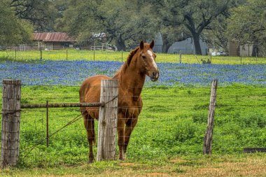 A horse and bluebonnets on a ranch in the Hill Country of Texas
