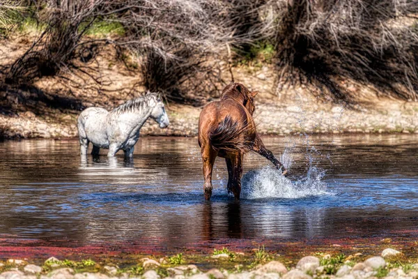 Salt River Wild Horses Tonto National Forest Pobliżu Phoenix Arizona — Zdjęcie stockowe