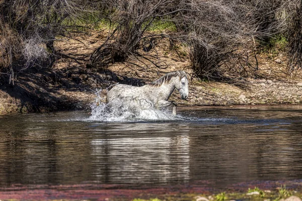 Salt River Wild Horses Tonto National Forest Pobliżu Phoenix Arizona — Zdjęcie stockowe