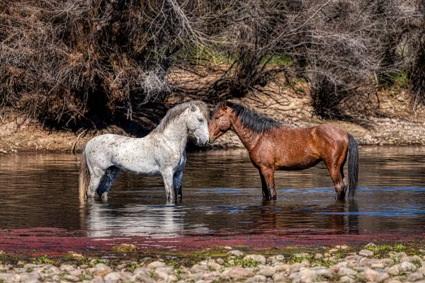 Salt River Wild Horses Tonto National Forest Phoenix Arizona — Stock Photo, Image