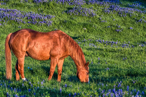 Horse Bluebonnets Ranch Hill Country Texas — Stockfoto