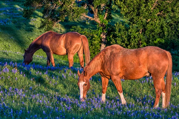 Teksas Hill Country 'de bir çiftlikte bir at ve mavi boneler.