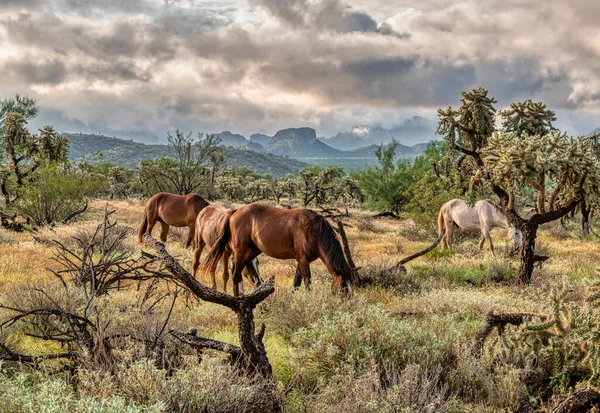 Salt River Wild Horses in Tonto National Forest near Phoenix, Arizona.